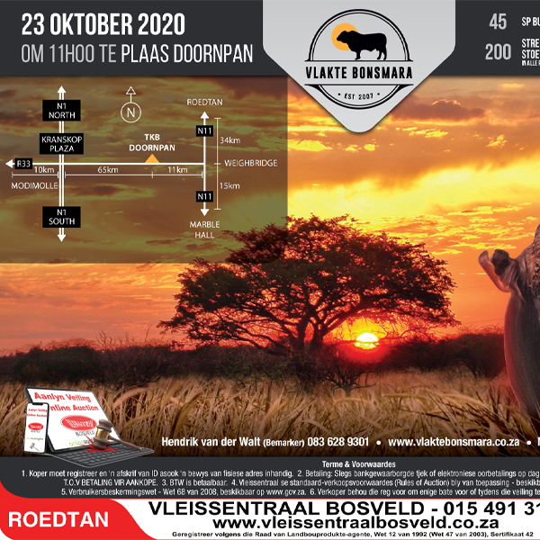 11212-Vlakte-Bonsmara-Oct-2020-auction-Jun-20-2